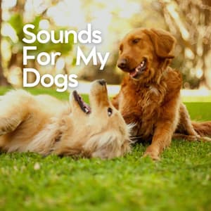 Sounds for My Dogs - Sleeping Music For Dogs