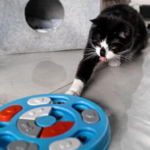 Behavior Therapy for Hyperactive Cats - Cats Purring