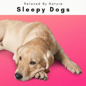 Sleepy Dogs - Dogs Music Therapy