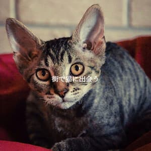 街で猫に出会う - Hotel Lounge Deluxe