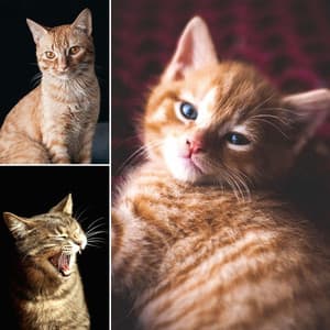 Echoes of Cutest Kittens - Cat Total Relax