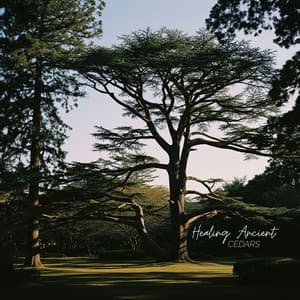 Healing Ancient Cedars - Sound Effects Zone