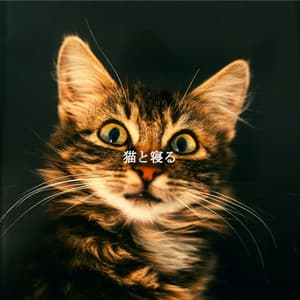 猫と寝る - Coffee Shop Playlist
