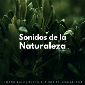 Sonidos De La Naturaleza: Insectos Zumbantes Para El Tiempo De Juego Del Bebé - Naturalis