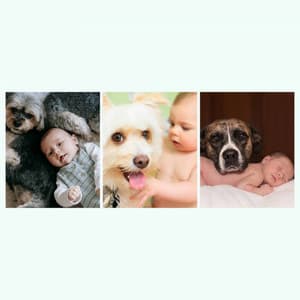 Magnificent Smooth Jazz Chill Out - Background for Dog Calming - Relaxing Dog Music Society