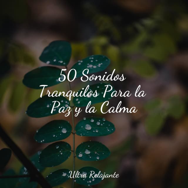 50 Sonidos Tranquilos Para la Paz y la Calma - Meditación Guiada