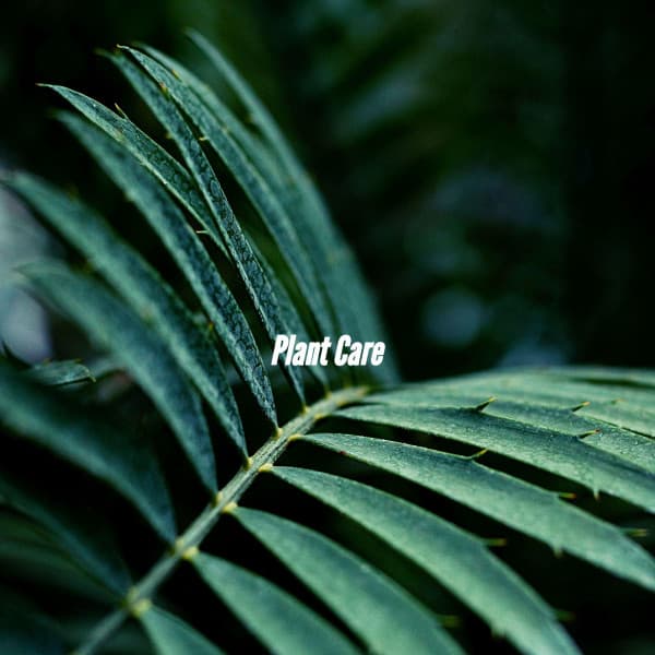 Plant Care - Jazz Rilassante