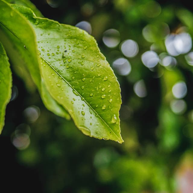 01 Weather Songs: Morning Dew - 24H Rain Sounds