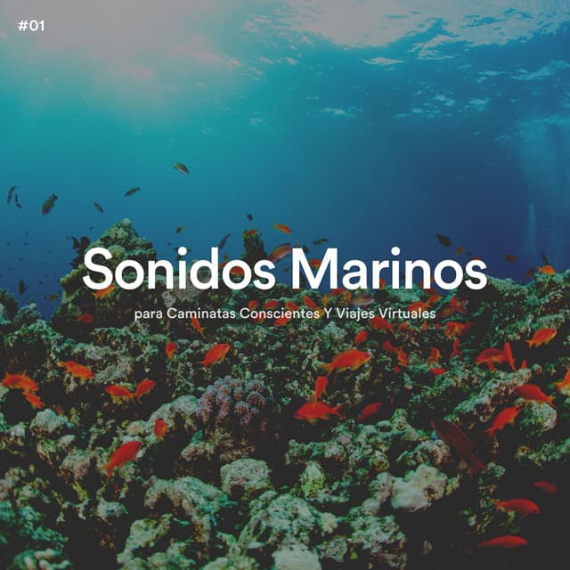 #01 Sonidos Marinos para Caminatas Conscientes Y Viajes Virtuales - Olas del Mar