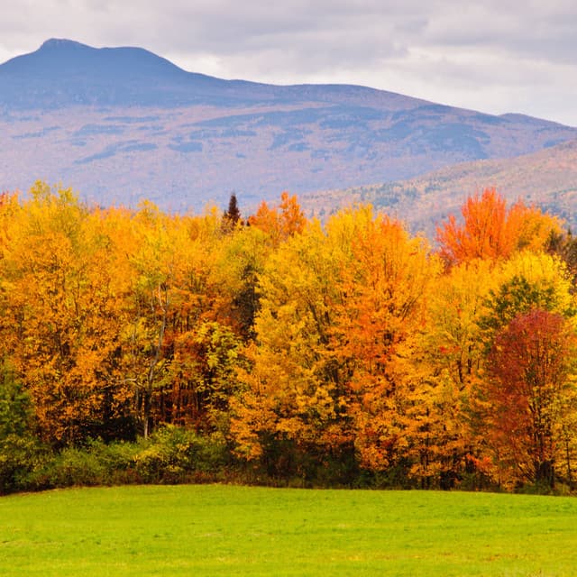 Tranquil Nature's Palette: Harmonic Melodies in Every Hue - Nature Vibrations