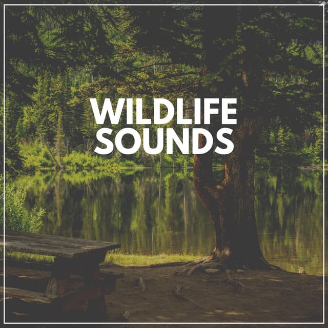 Wildlife Sounds - Tranquility Spa Universe