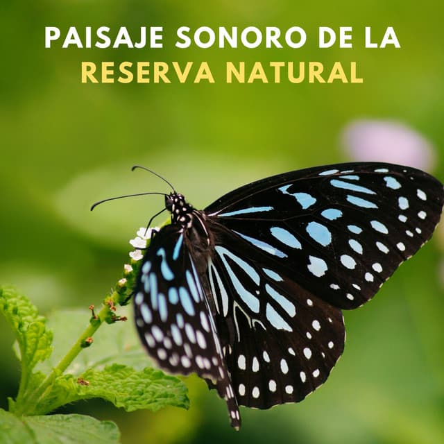 Paisaje Sonoro De La Reserva Natural - Naturaleza y Sonidos Fondos