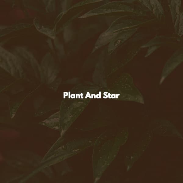 Plant And Star - Co-Working Music Playlist