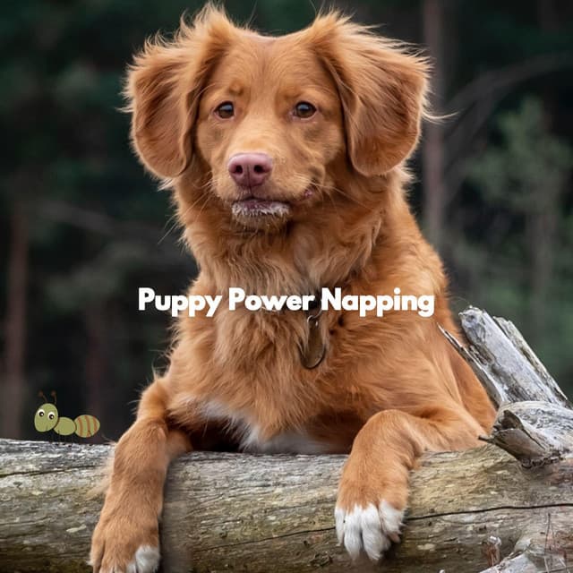 Puppy Power Napping - Musica para Perros
