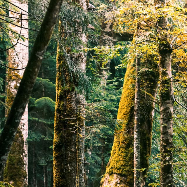 50 Rhythmic Storms: Forest Canopy Rainfall - Meditation Rain Sounds