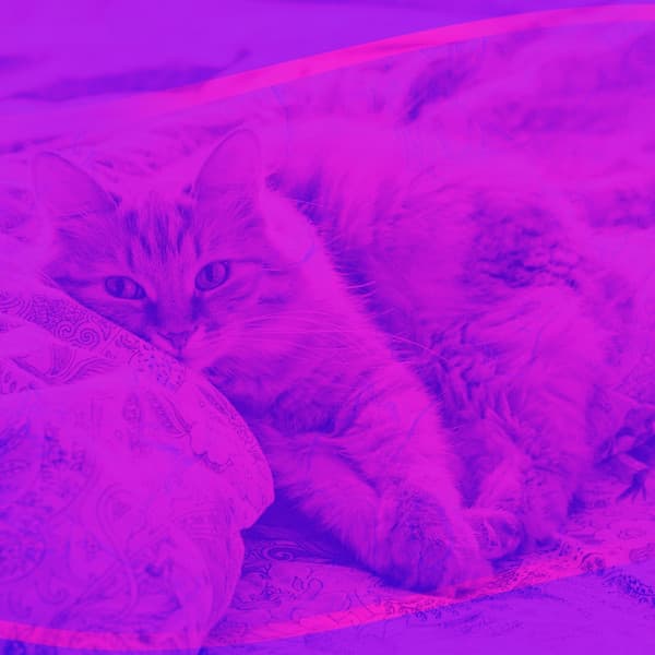 Hot Bgm for Pure Cats - Música para dormir Gatos