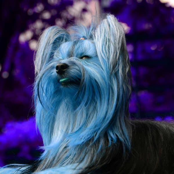 Music for Cozy Doggy Zone - Inspiring Jazz Quintet - Relax My Puppy