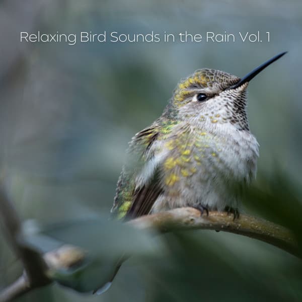 Relaxing Bird Sounds in the Rain Vol. 1 - Rain is my Life