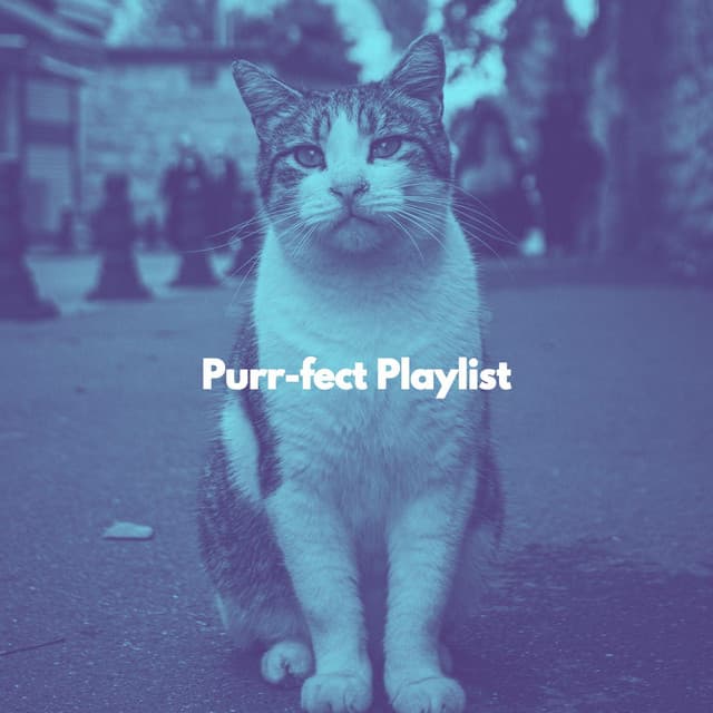 Purr-fect Playlist - Relax My Cat
