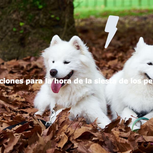 Canciones para la hora de la siesta de los perros - Boutique Hotel Music