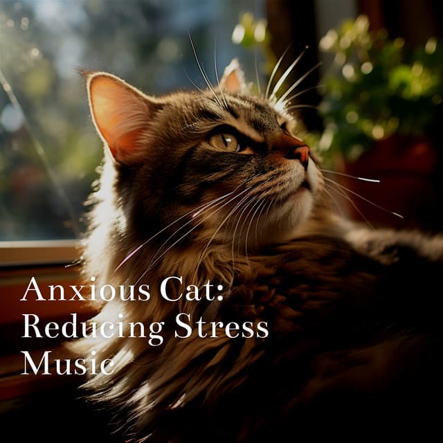Anxious Cat: Reducing Stress Music - Cat & Calm