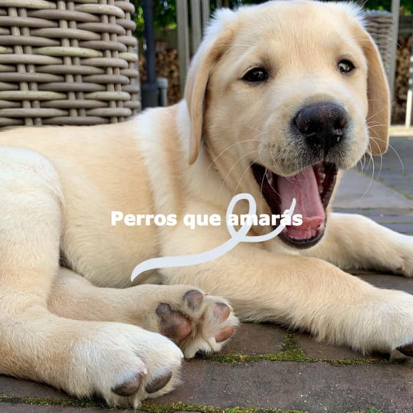 Perros que amarás - Lounge Smooth Jazz Deluxe