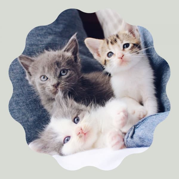 Music for The Comfortable Cats - Soprano Sax Solo - Calm Music for Cats