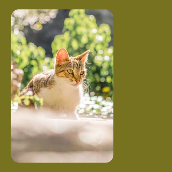 Suave Music for Sitting Back Cats - Jazz Quintet - Cat Sleeping Music Project