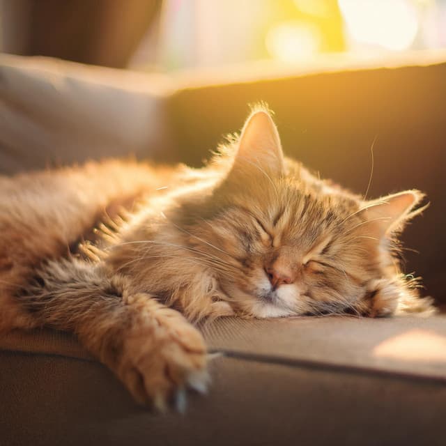 Música De Relajación Para Gatos Con Ansiedad - Experiencia meteorológica