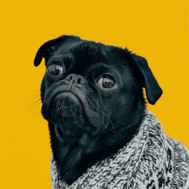 Lofi Dog Harmony: Music for Calm Canine Moments - Lofi Hip-Hop Beat