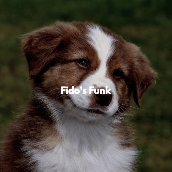 Fido's Funk - Dinner Table Jazz Dream