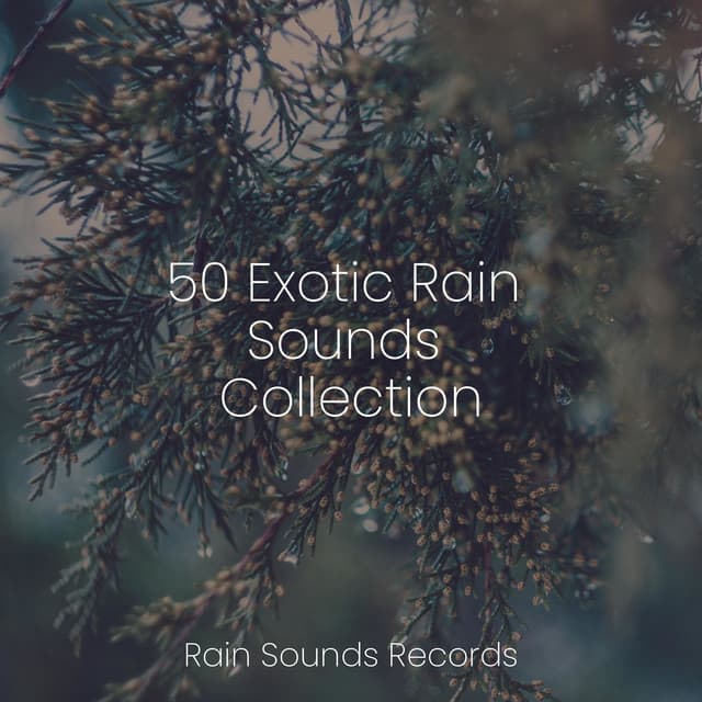50 Exotic Rain Sounds Collection - Musica para Dormir Dream House