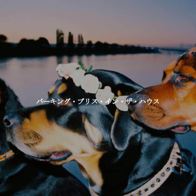 バーキング・ブリス・イン・ザ・ハウス - Música de Elevador Bgm