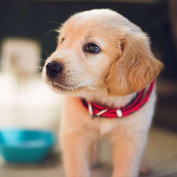Feelings for Doggy Summer Chilling - Sleeptime for Dogs