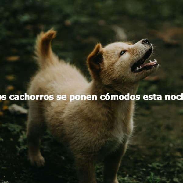 Los cachorros se ponen cómodos esta noche - Musik zum Lesen