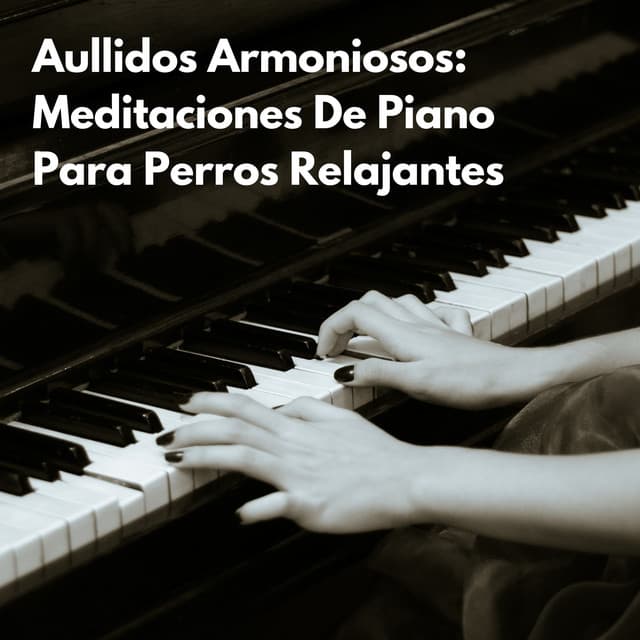 Ronroneos Armoniosos: Melodías De Piano Meditativo Para Gatos Felices - Salón con piano bar