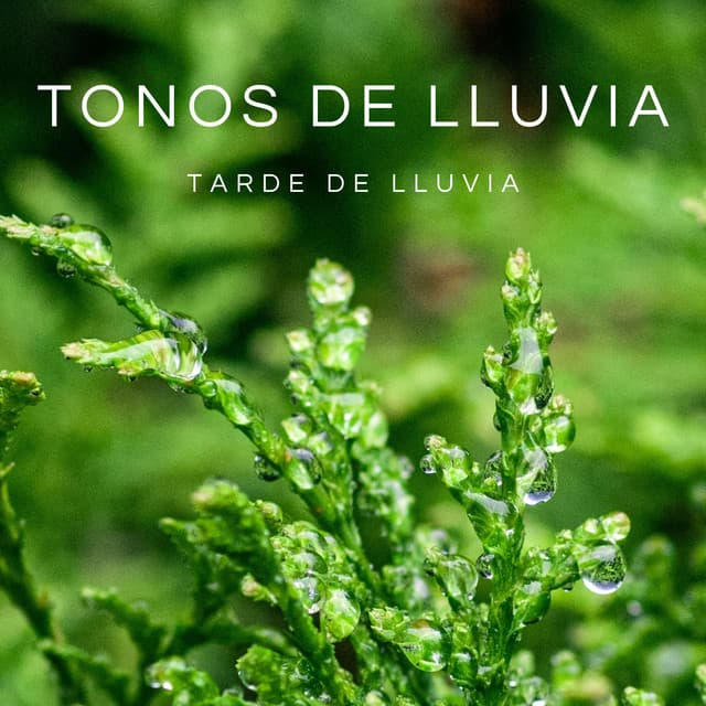 Tonos De Lluvia: Tarde De Lluvia - Sonido de lluvia