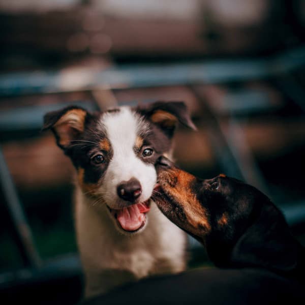 Relaxing Background for Kind Puppies - Good Dog Music