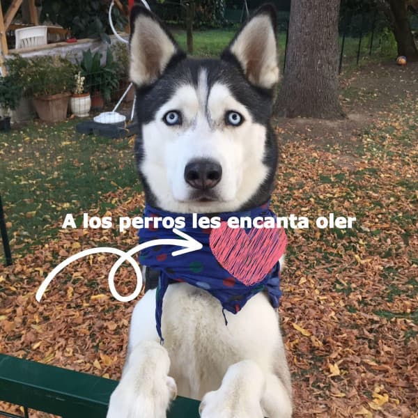 A los perros les encanta oler - Cocktail Piano Bar Jazz