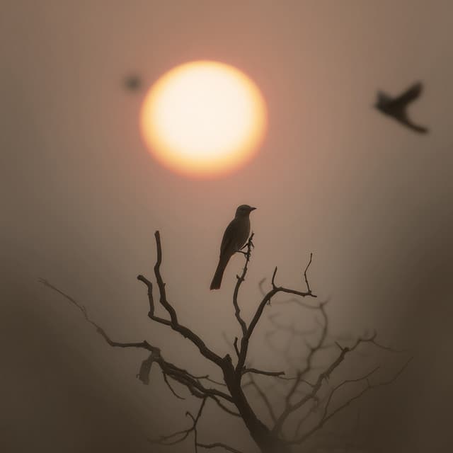 Please My Dear - Música Relajante