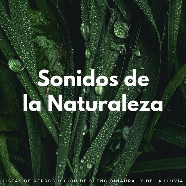 Sonidos De La Naturaleza: Listas De Reproducción De Sueño Binaural Y De La Lluvia - Lluvia Durmiendo Sonidos