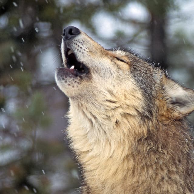 Harmonious Howls in the Rain: Music For Stress Relief for Dogs - Raindrops for Calming Dogs