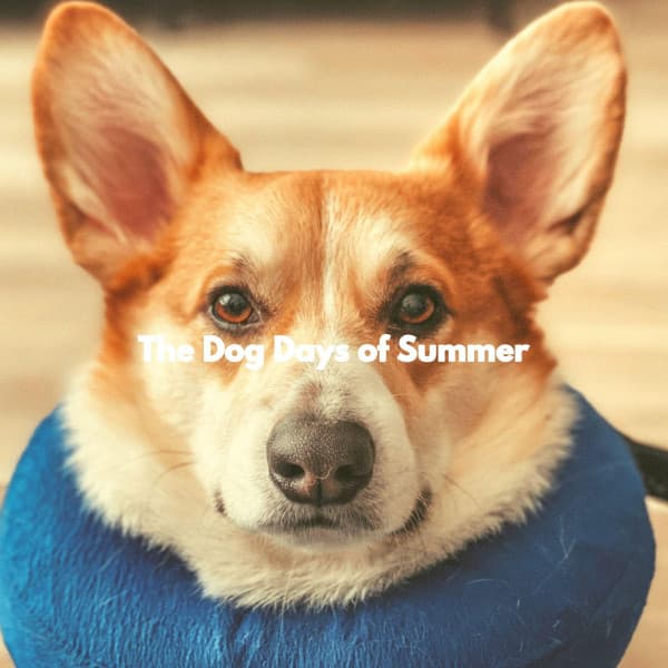 The Dog Days of Summer - Dog Sleeping Soundtracks Deluxe