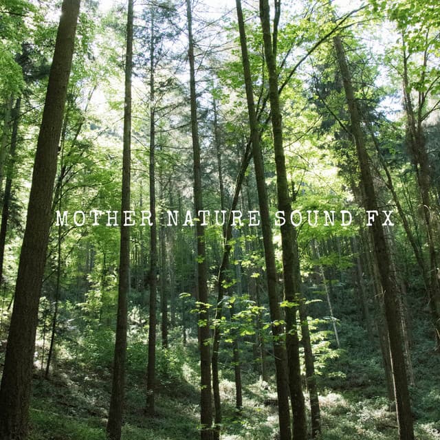 Mellow Forest Pines - Mother Nature Sound FX