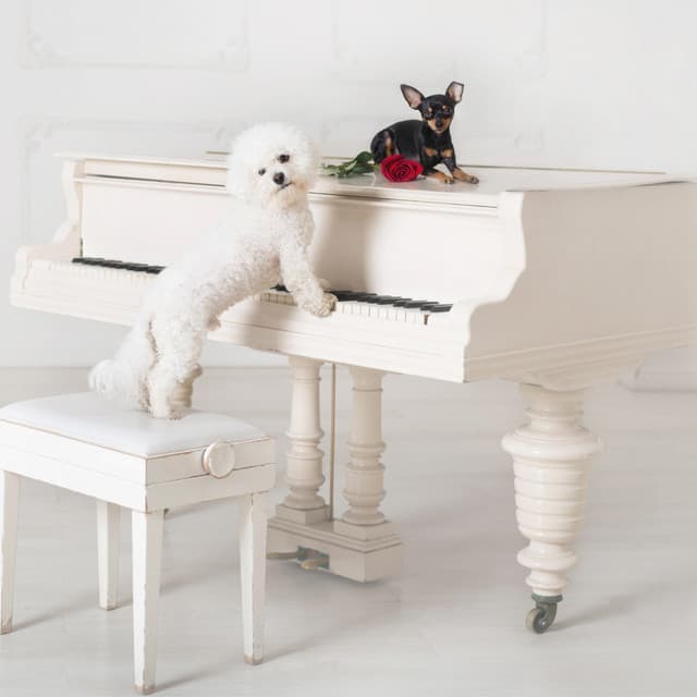 Dog's Piano: Bark Melodies - Mellow Melodies