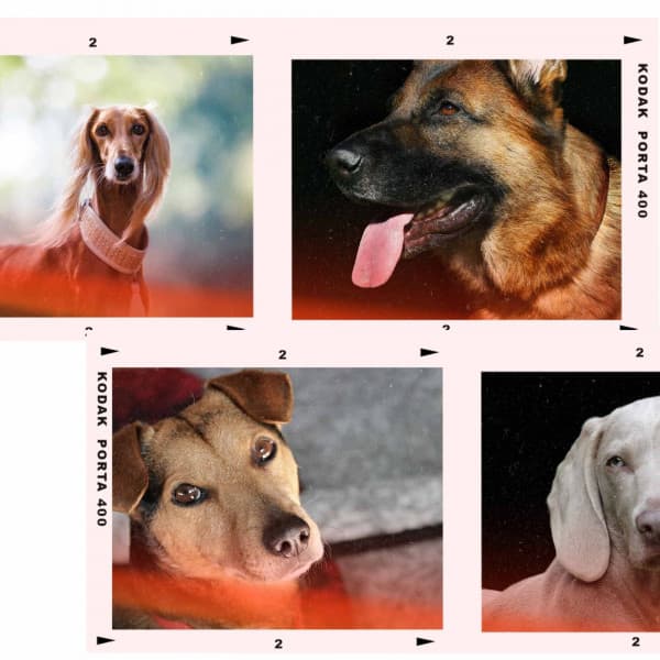 Easy Listening Guitar - Background Music for Resting Dog - Dog Sleep Dreams