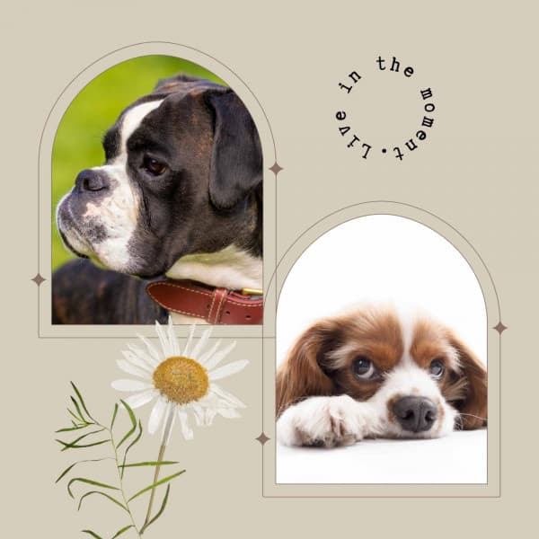 Cute - Dogs on Couch - Songs for Dogs to Sleep To