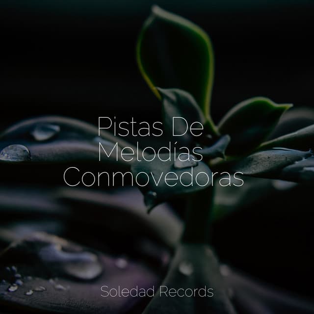 Pistas De Melodías Conmovedoras - Zona Música Relaxante