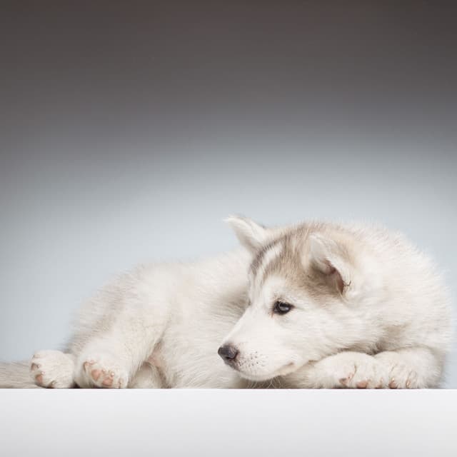 Jazz Piano Bark Serenity: Calming Melodies for Dogs - Paws for Thought