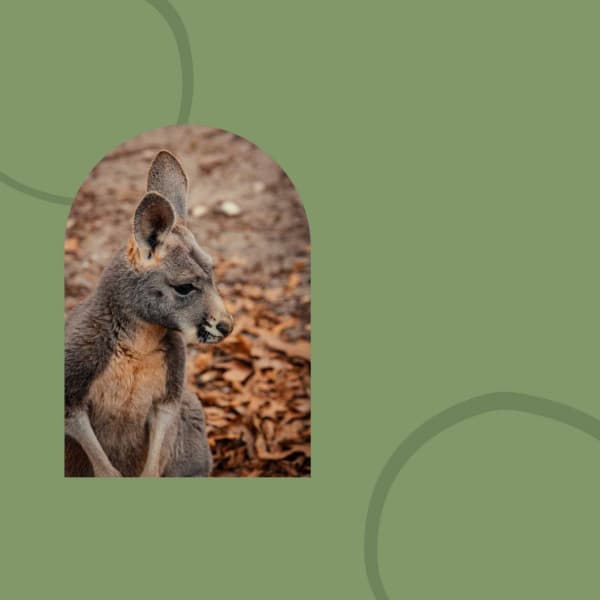 Music - Relaxing Rituals - Jazz Piano Instrumentals